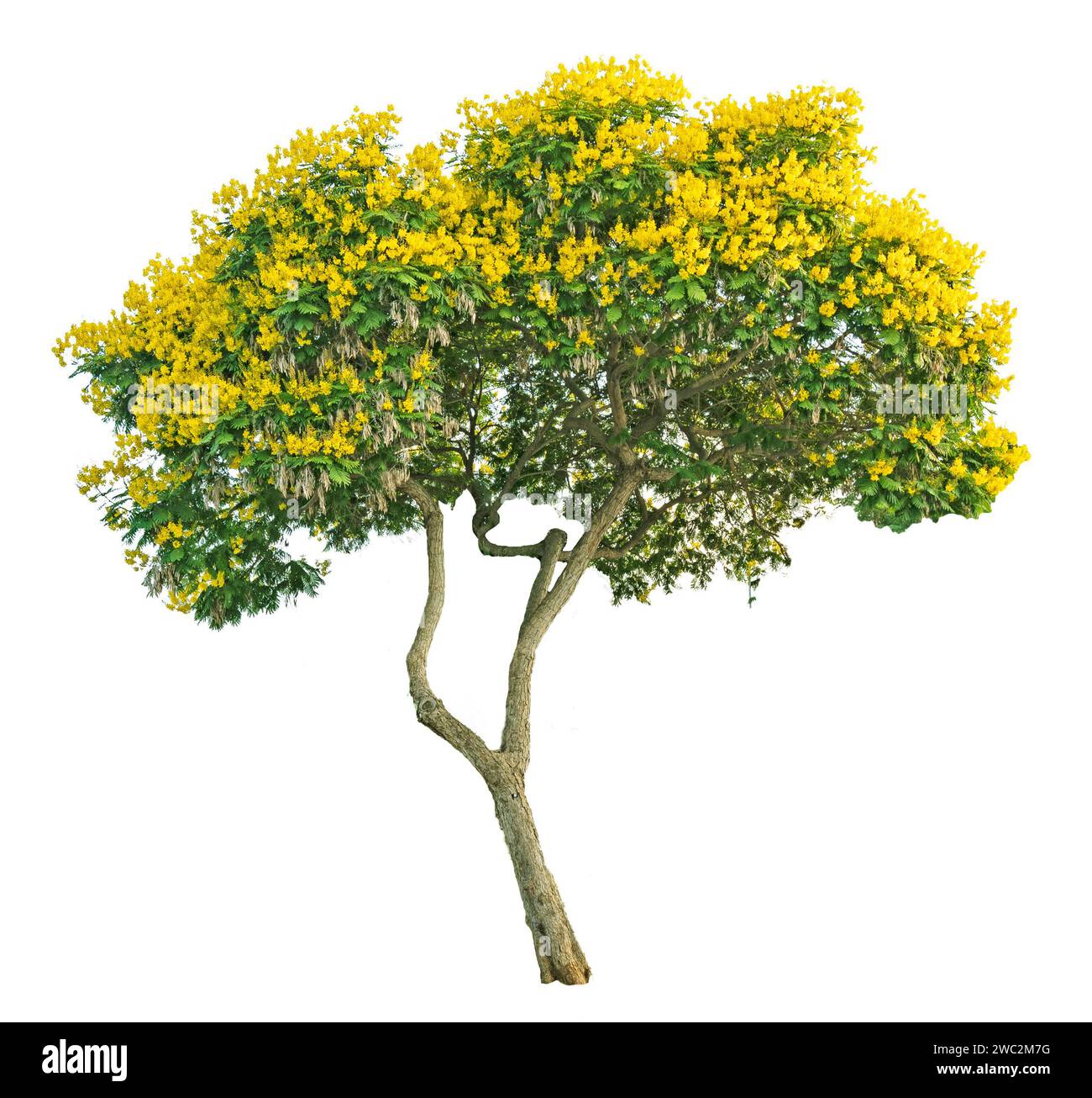 Accacia tree Cut Out Stock Images & Pictures - Alamy