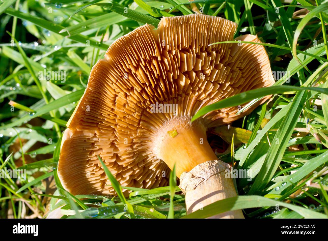 Golden Bootleg (phaeolepiota, aurea), close up of the underside the fruiting body of the fungus, showing the gills beneath the cap. Stock Photo