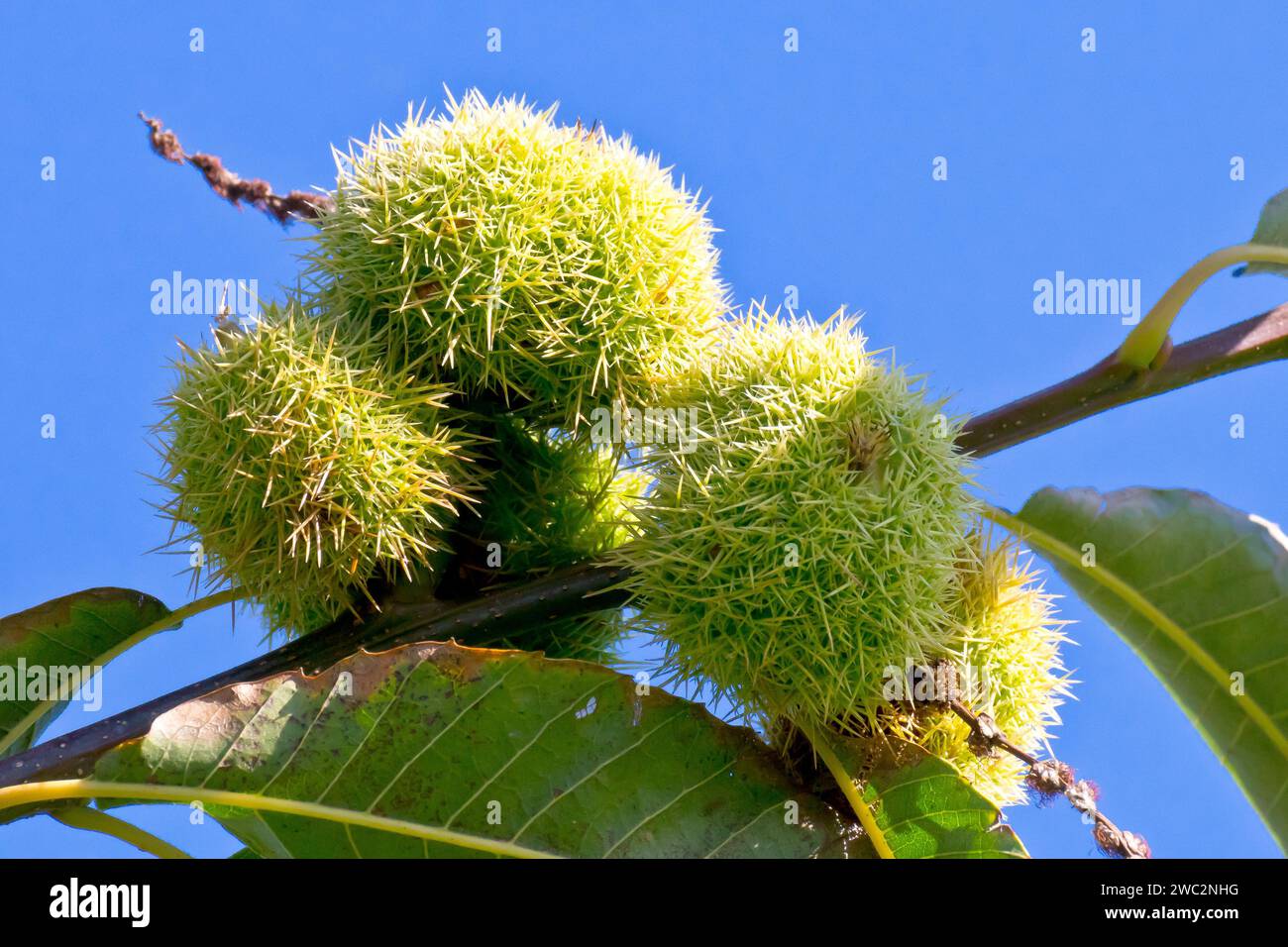 Sweet Chestnut or Spanish Chestnut (castanea sativa), close up of the spiky fruits on the branch of a tree against a blue sky in the autumn sunshine. Stock Photo