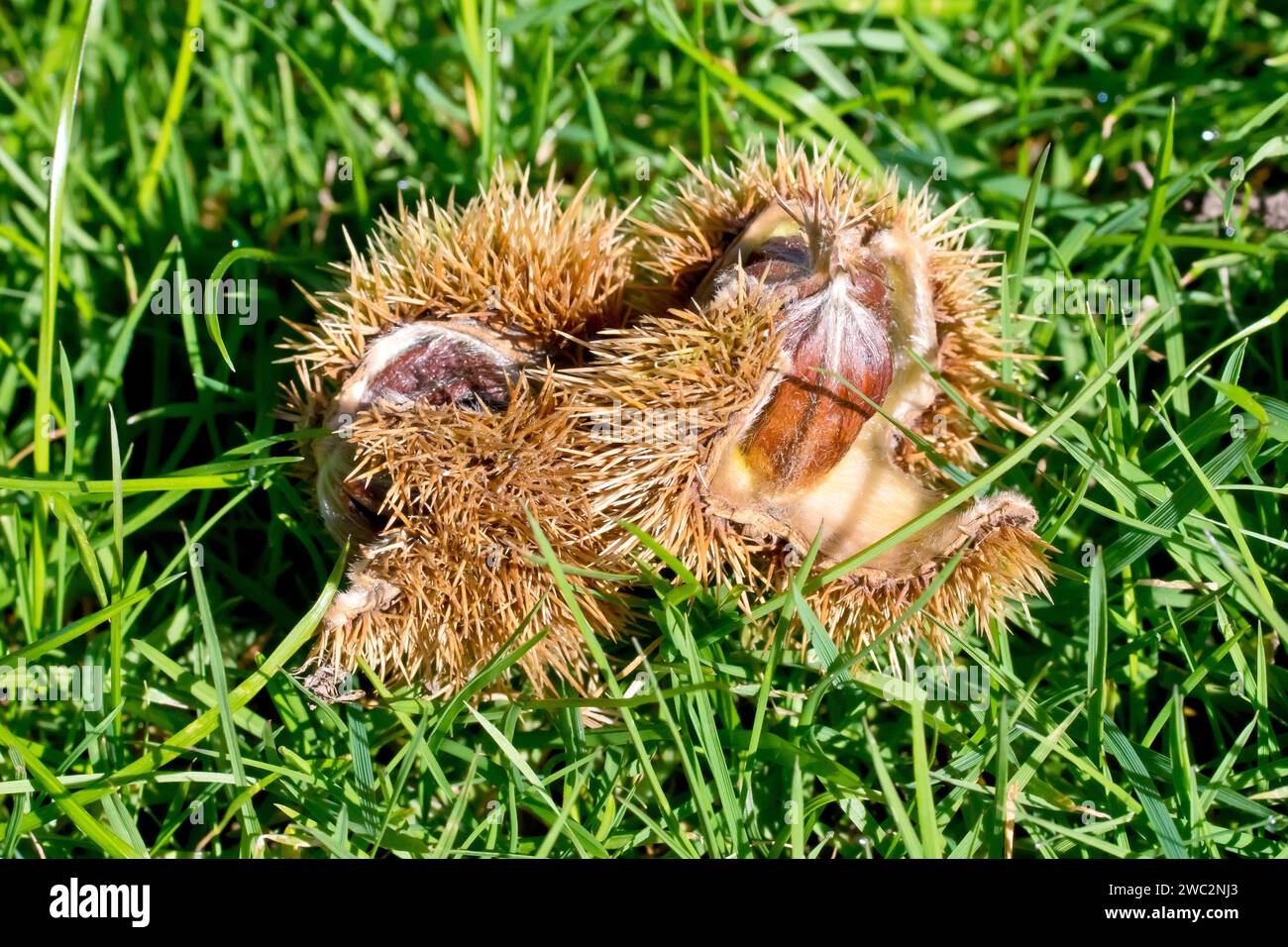 Sweet Chestnut or Spanish Chestnut (castanea sativa), close up of the spiky fruits laying on the grass beneath a tree, opening in the autumn sunshine. Stock Photo