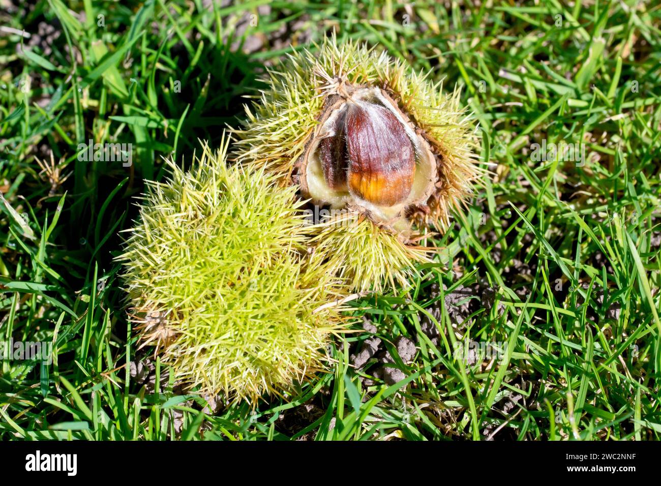 Sweet Chestnut or Spanish Chestnut (castanea sativa), close up of the spiky fruits laying on the grass beneath a tree, opening in the autumn sunshine. Stock Photo