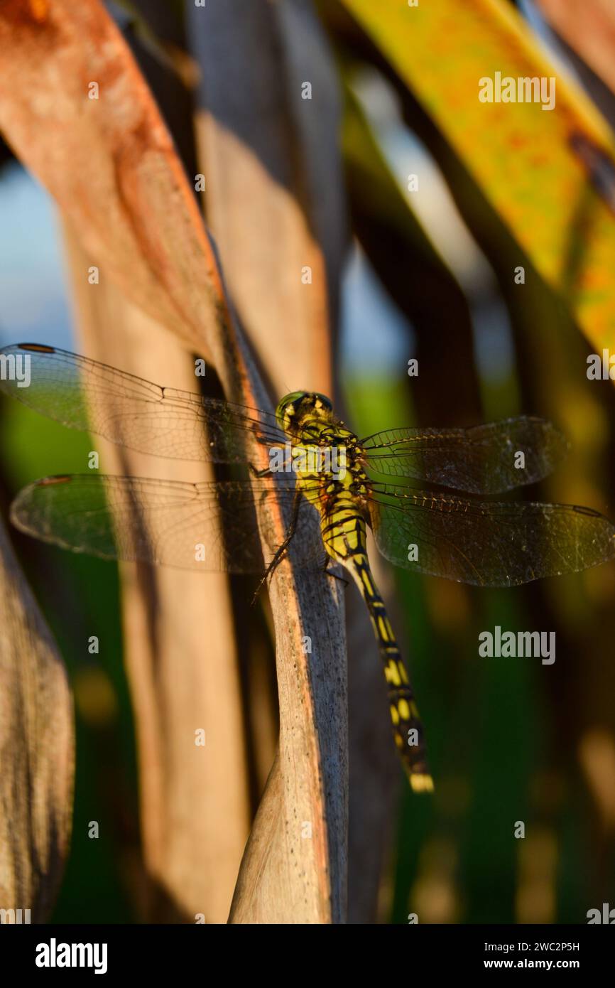 This stock photo features a close-up shot of a dragonfly perched on a ...