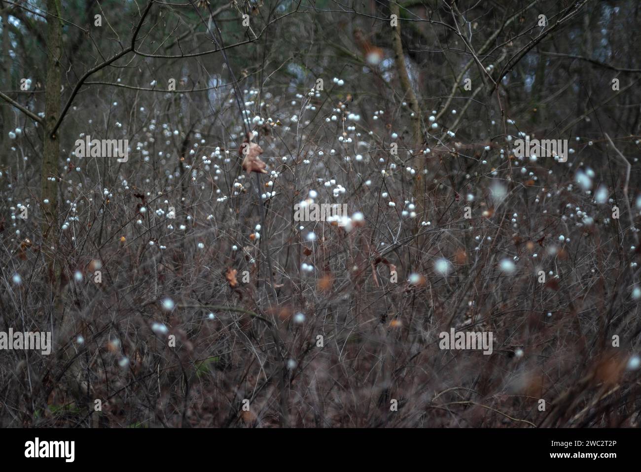 Symphoricarpos albus - white snowberries in a woodland during winter in Berlin, Germany, Europe Stock Photo