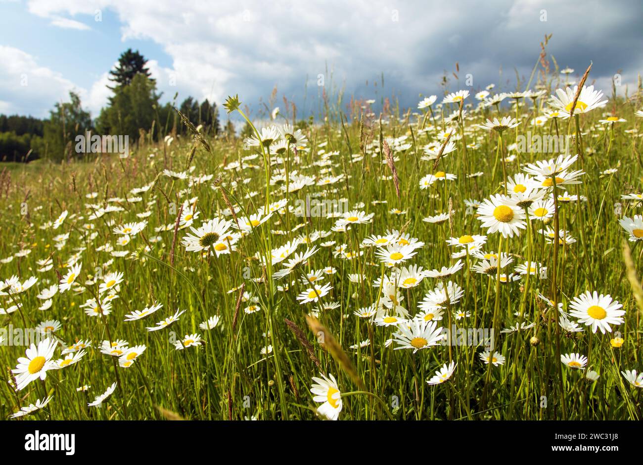 daisy on meadow, common daisy in latin Bellis perennis Stock Photo