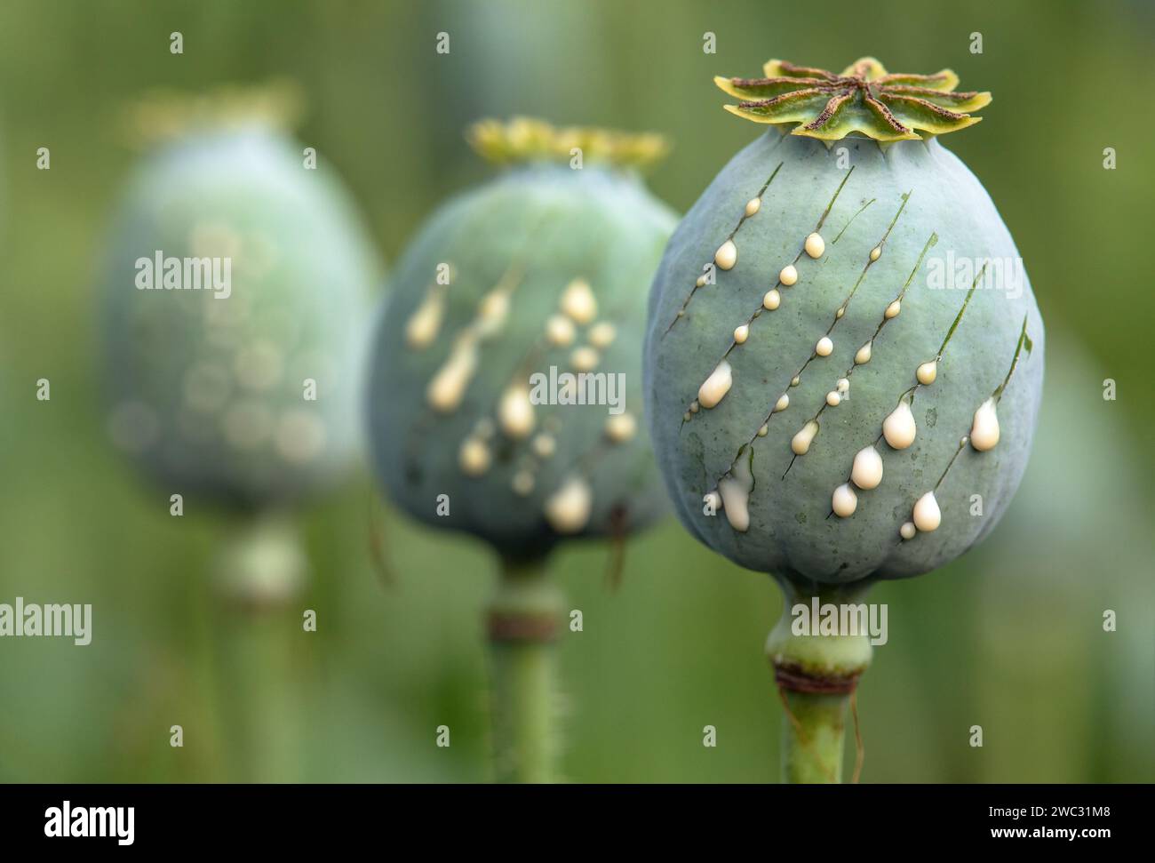Detail of opium poppy heads, in latin papaver somniferum, immature