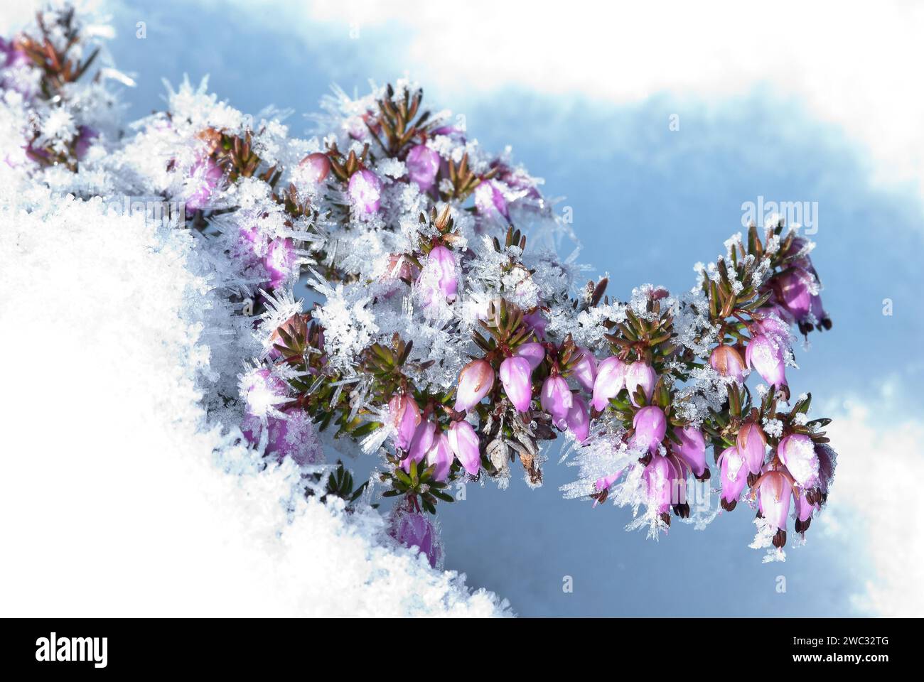 Blossoms of the snow heather (Erica carnea) (syn. Erica herbacea) or winter heather or spring heather in the snow on a sunny winter day, frost, cold Stock Photo