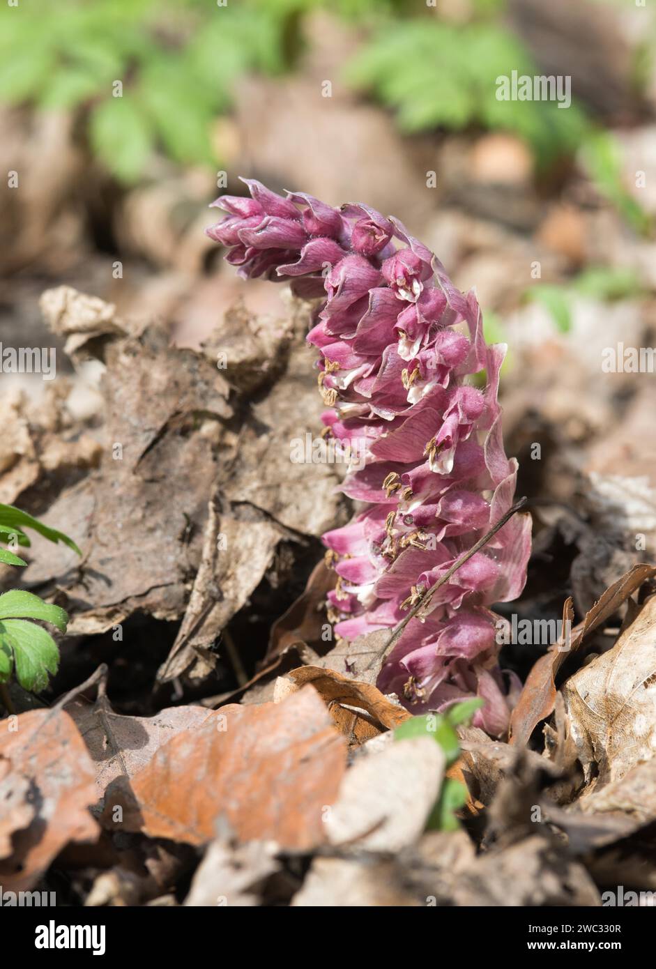 Common toothwort (Lathraea squamaria), flower on forest floor between old autumn leaves, geophyte, early bloomer, parasitic plant, parasite, macro Stock Photo