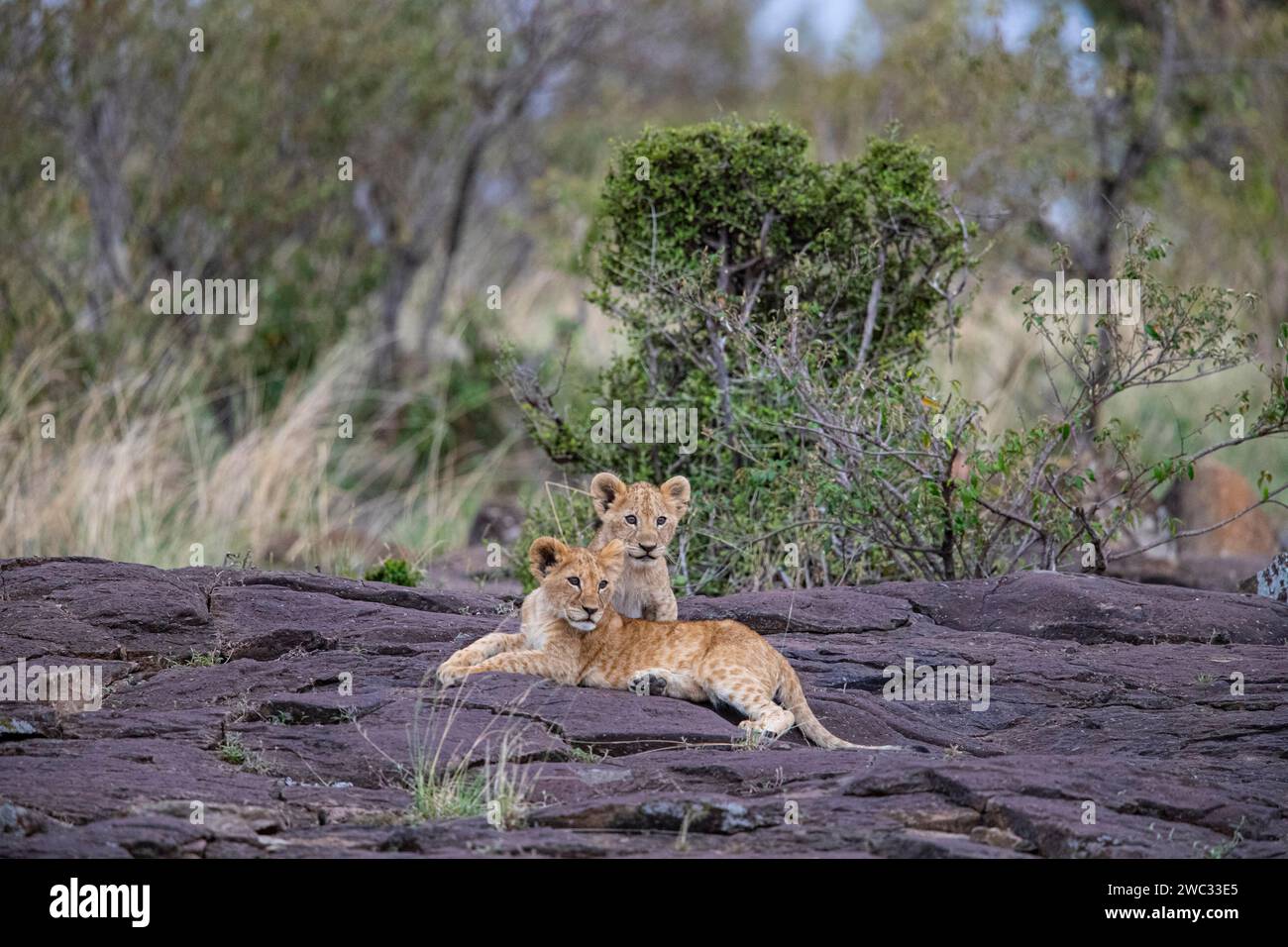 Lion (Panthera leo) Masai Mara Kenya Stock Photo - Alamy