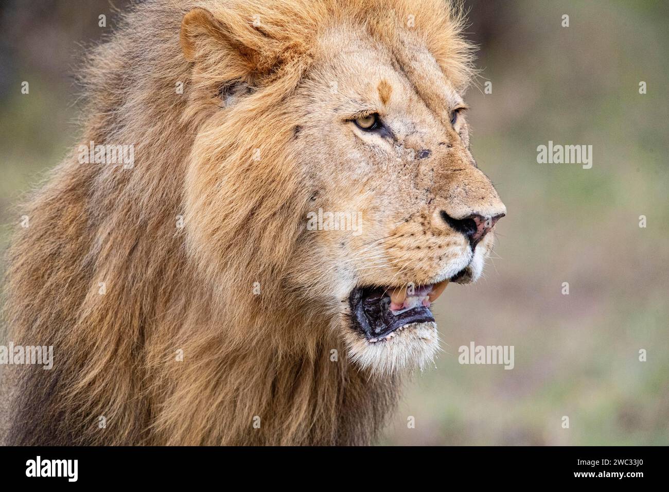 Lion (Panthera leo) Masai Mara Kenya Stock Photo - Alamy
