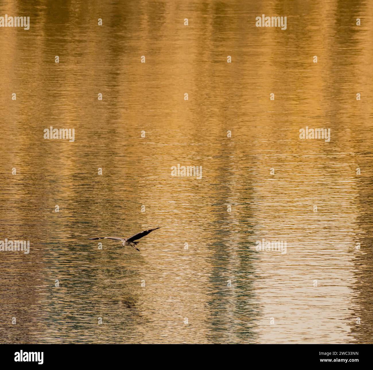 Single grey heron gliding over river with a golden hue Stock Photo