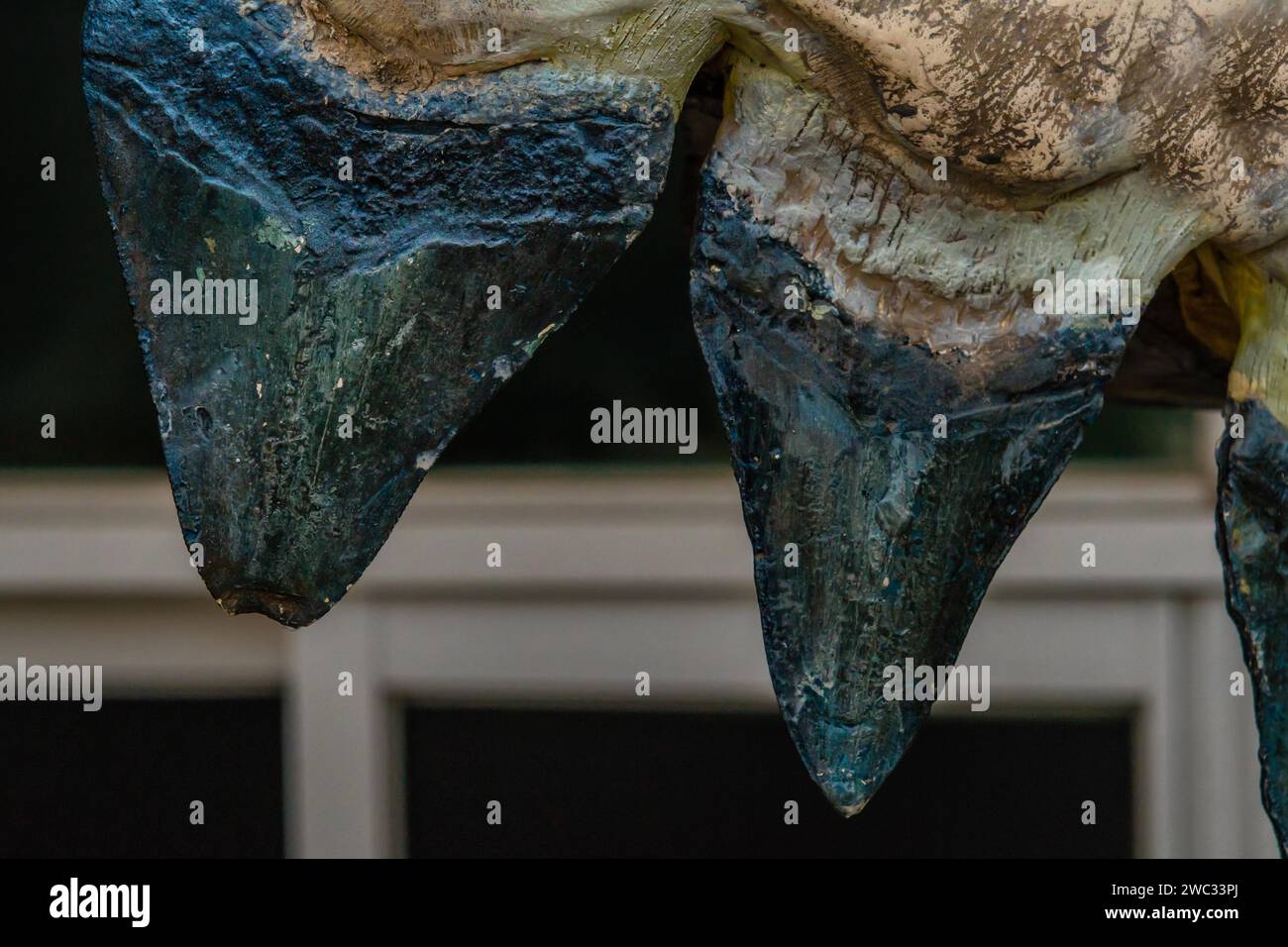 Closeup of upper teeth from prehistoric shark Stock Photo - Alamy