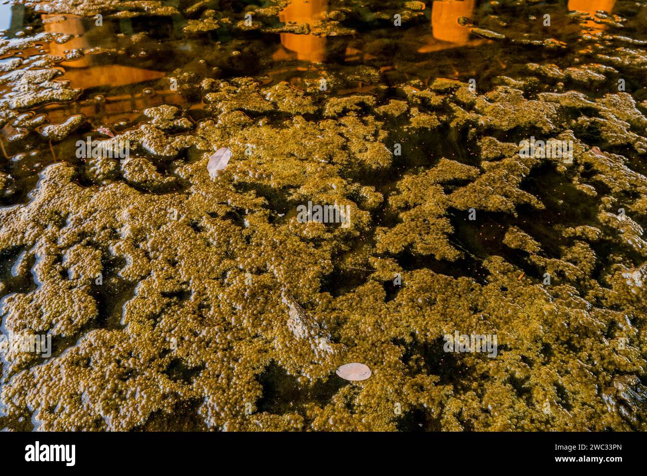 Layer of frog eggs on top of river with reflection of bridge support columns in water Stock Photo