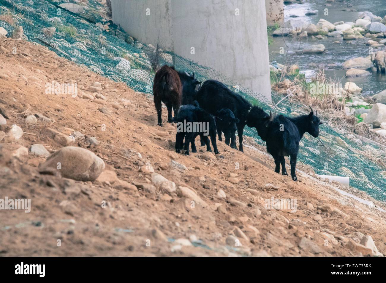 Small herd of black goats on the side of a hill next to a river Stock ...