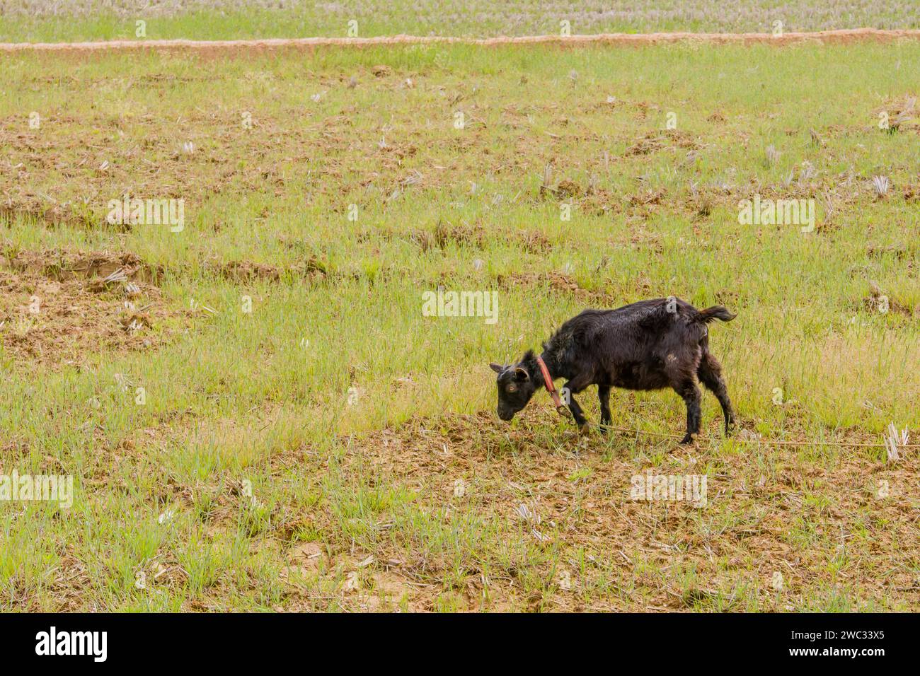 Young black Bengal goat with red collar attached to rope around neck in an open field Stock Photo