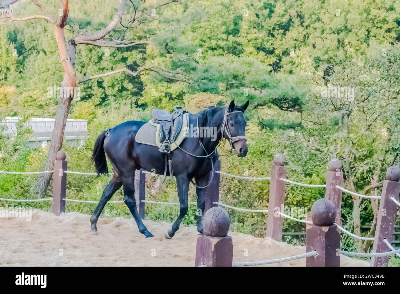 Adult male horse in full tack walking next to rope fence in sandy ...
