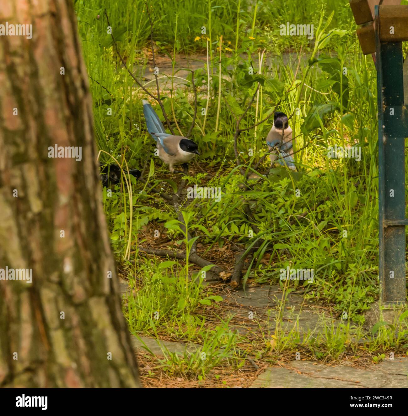 Two azure-winged magpie on ground standing in tall green grass between a park bench and a tree Stock Photo