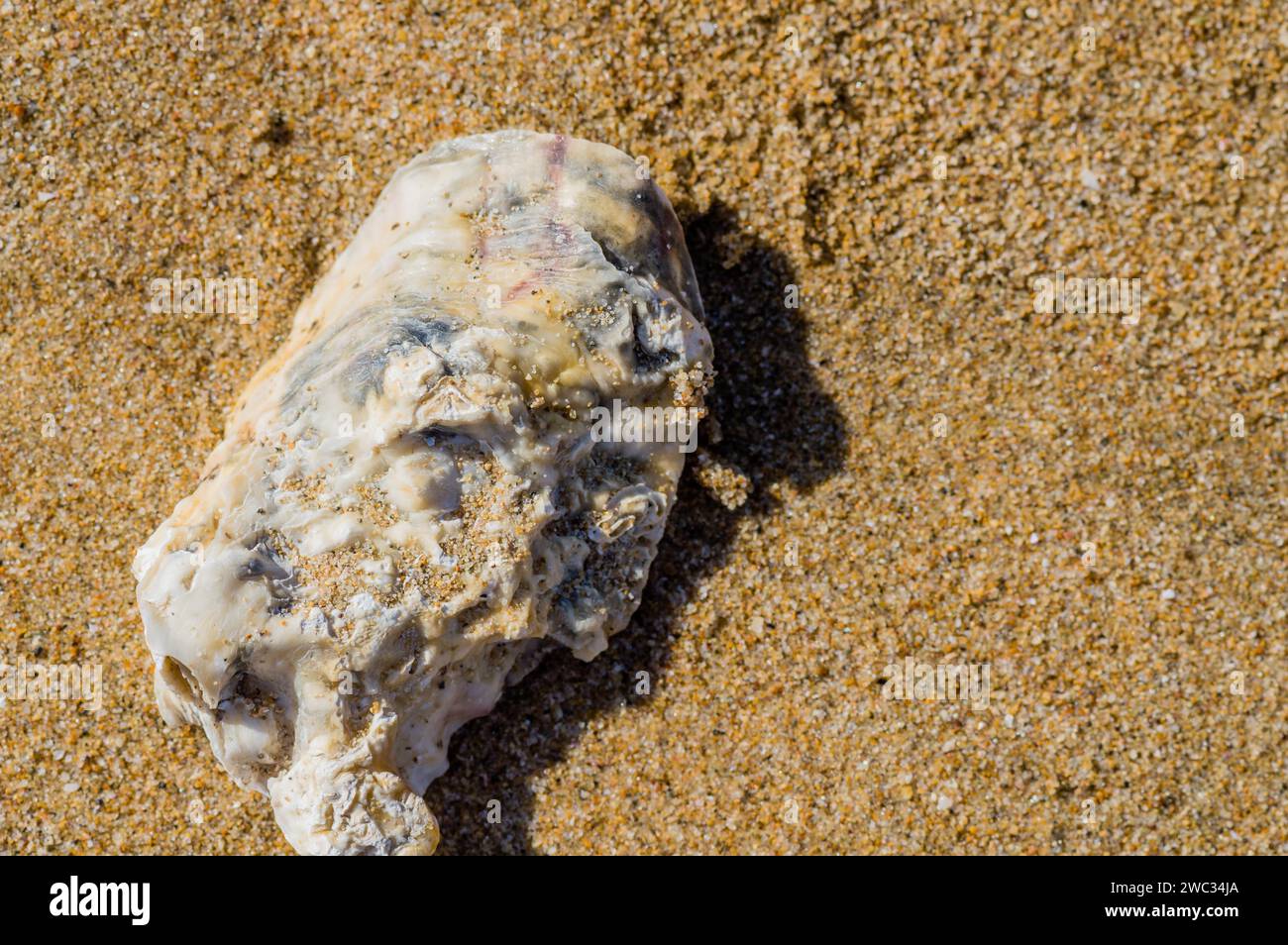 Seashell in beach hi-res stock photography and images - Alamy
