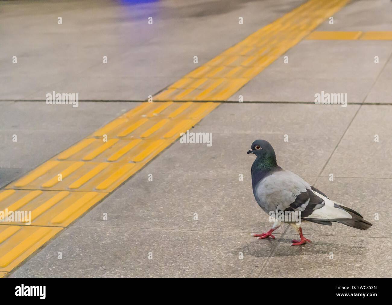 Close Up Pigeon On Sidewalk Hi res Stock Photography And Images Alamy close-up-pigeon-on-sidewalk-hi-res-stock-photography-and-images-alamy