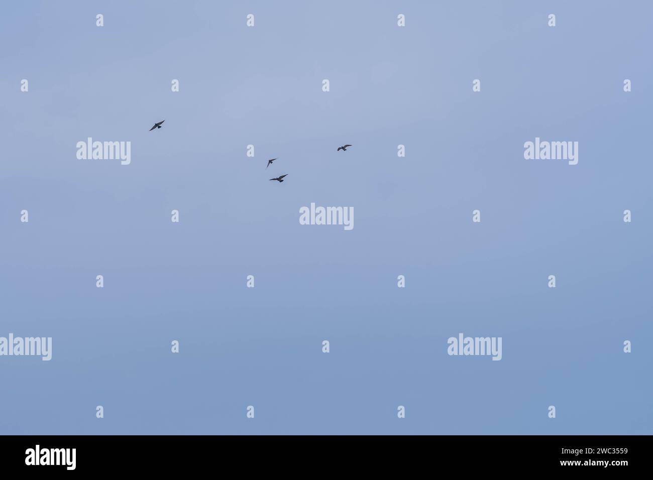 Four birds flying together in clear blue sky Stock Photo Alamy