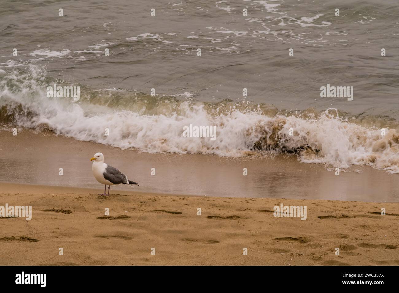One seagull standing alone on sandy beach next to water's edge Stock Photo