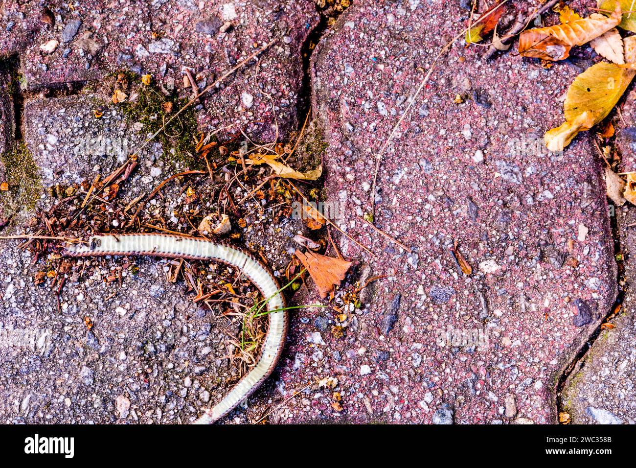 Carcass of dead snake laying on brick sidewalk Stock Photo