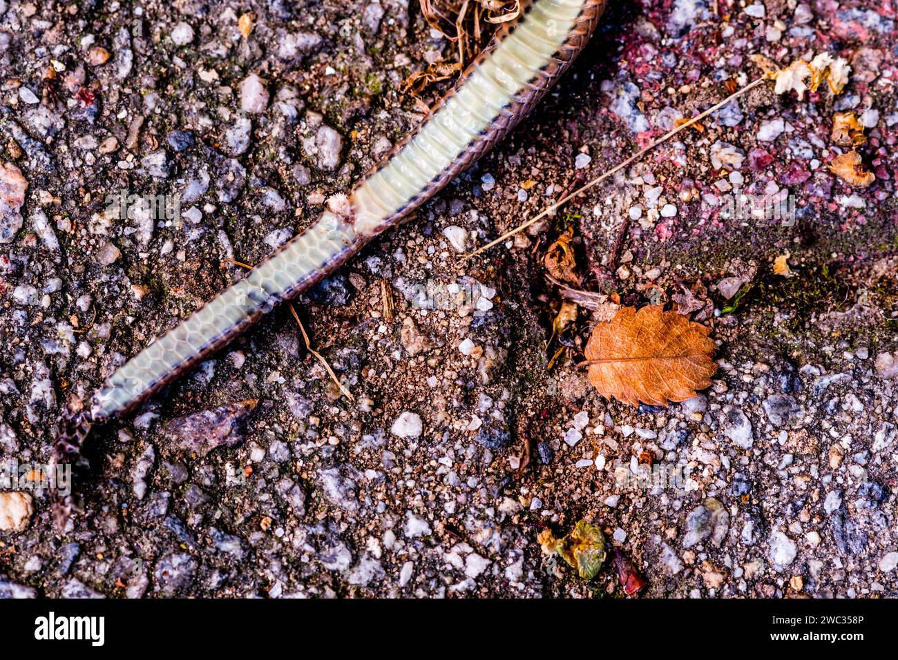 Carcass of dead snake laying on brick sidewalk Stock Photo