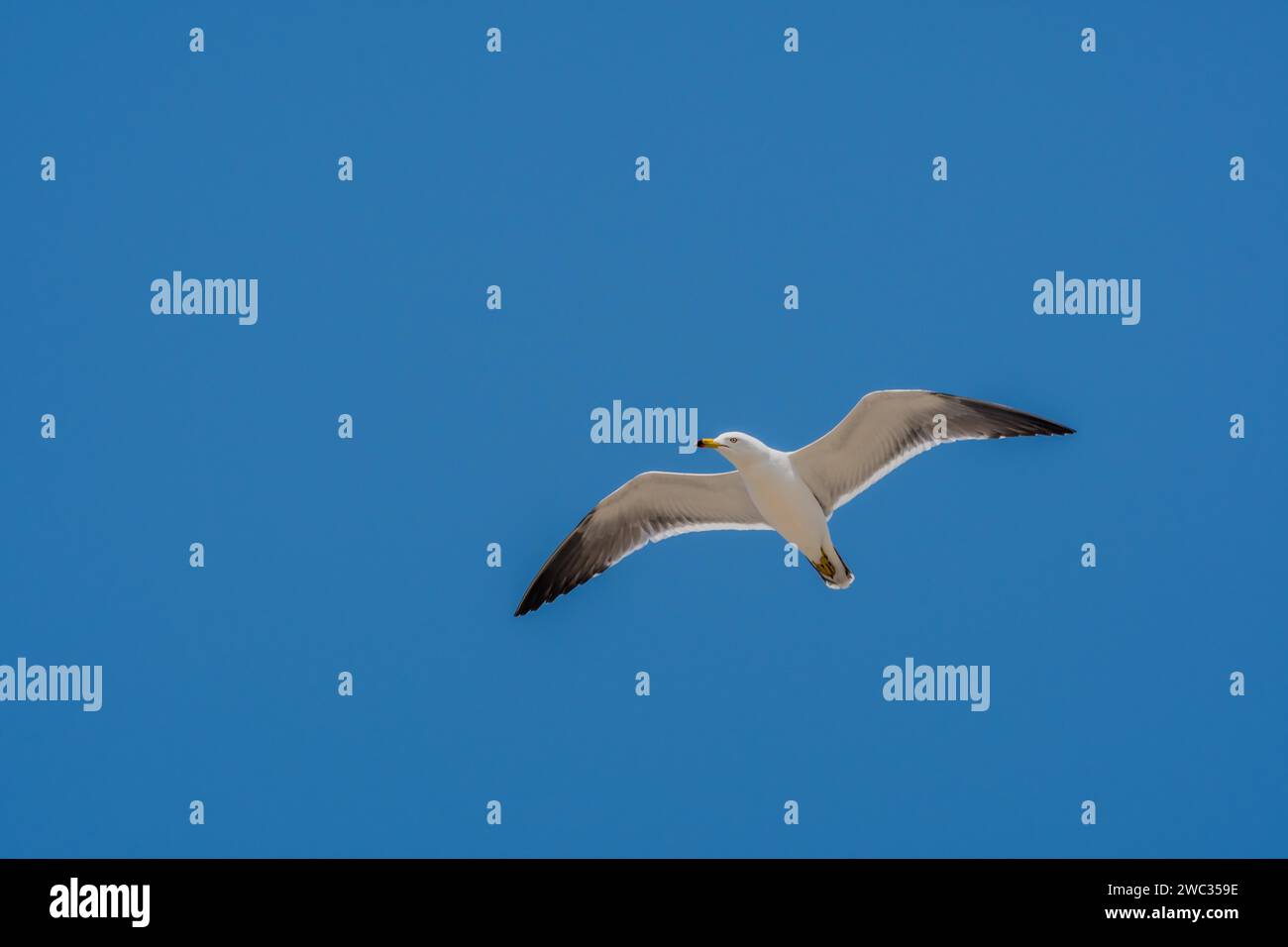 Seagull flying high above in beautiful blue sky Stock Photo