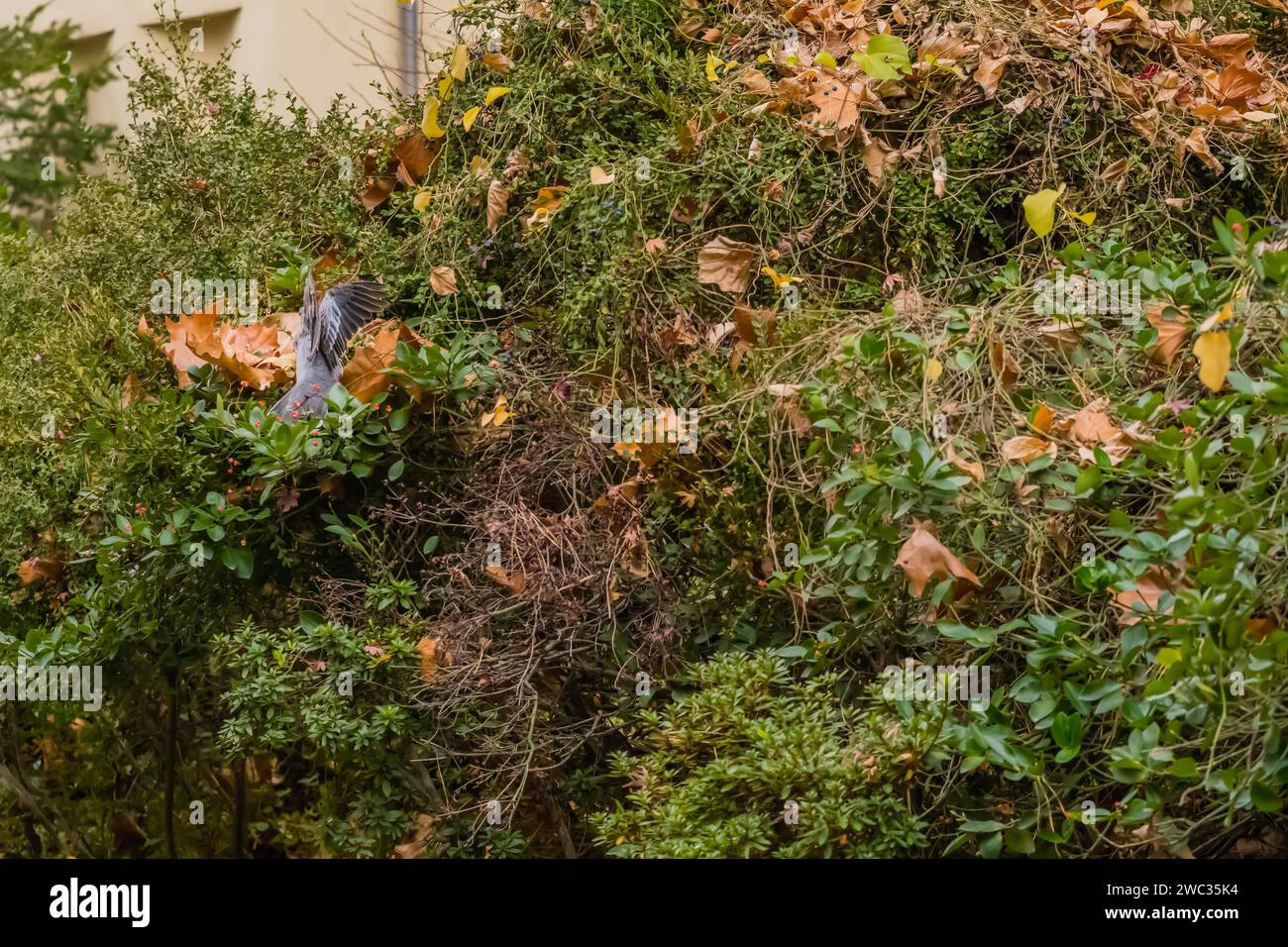 Back view of oriental turtledove landing on cotoneaster berry bush Stock Photo