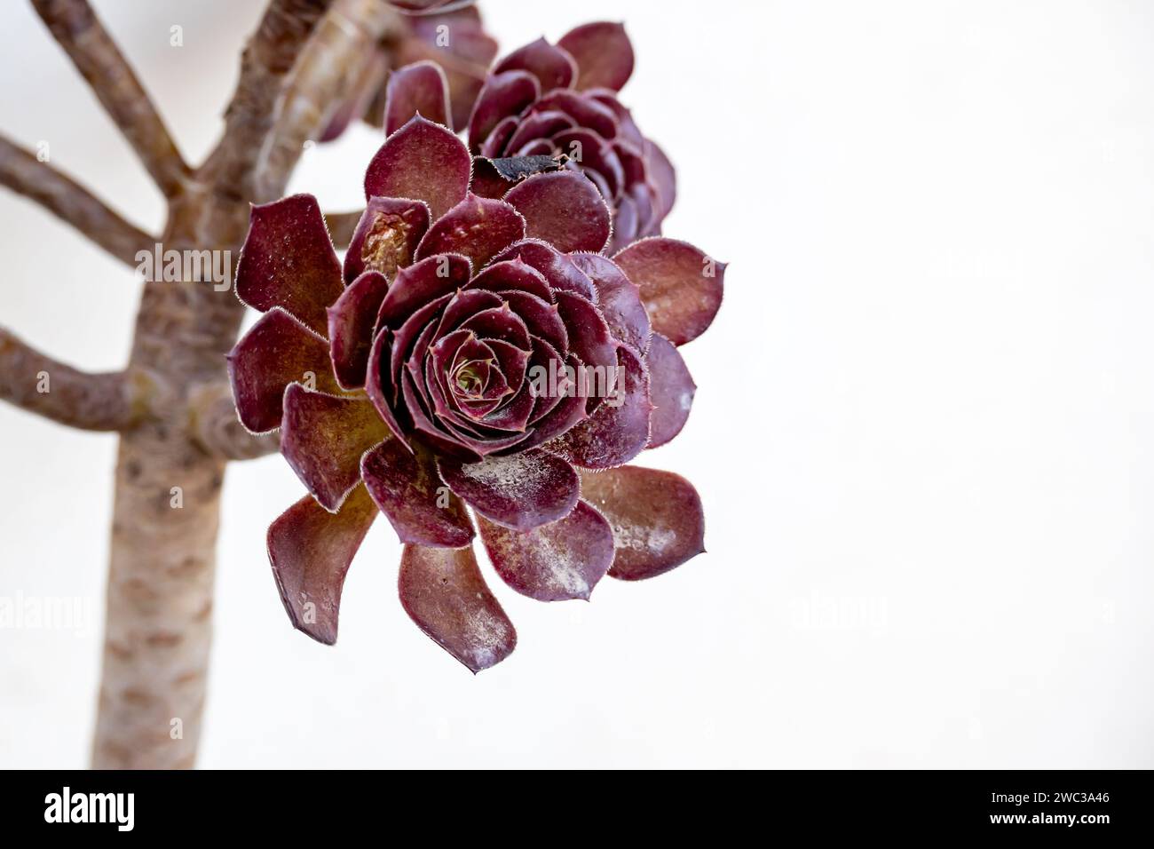 Close up shot of aeonium arboreum var. atropurpureum. Stock Photo