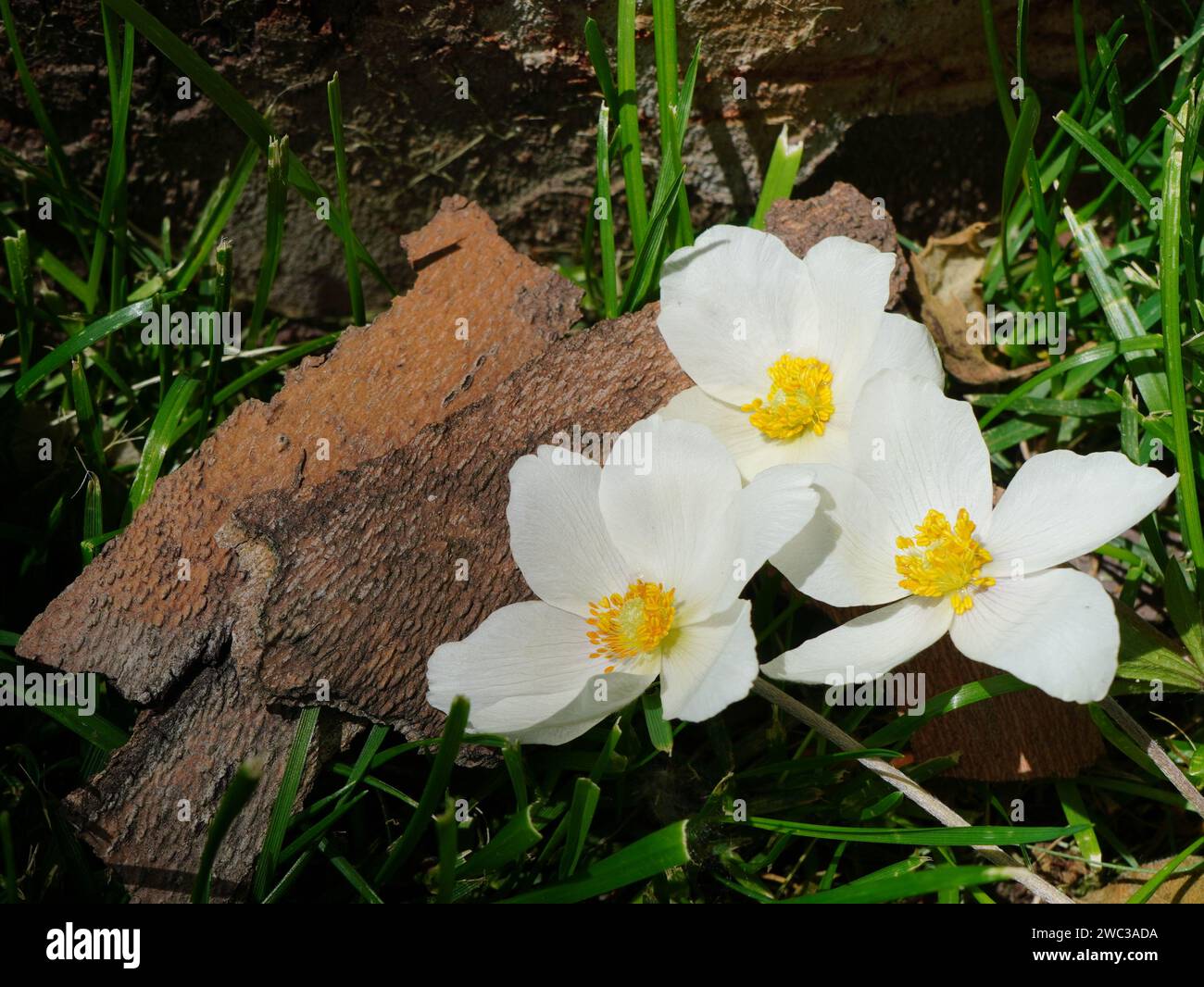 Closeup of anemone sylvestris white flowers with yellow stamens in the grass in spring Stock Photo