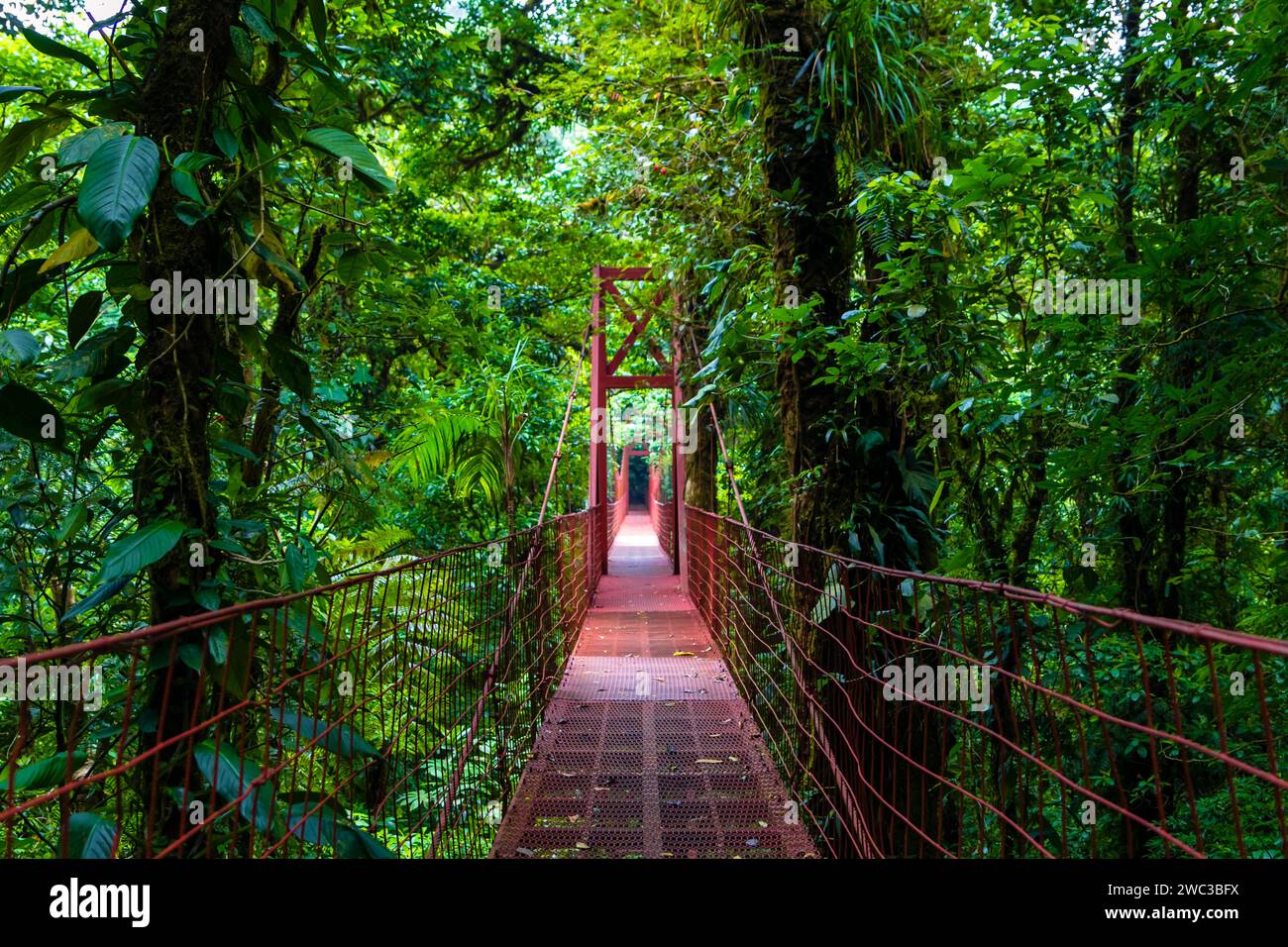 Central America, Costa Rica, suspension bridge, Monteverde, rainforest Stock Photo