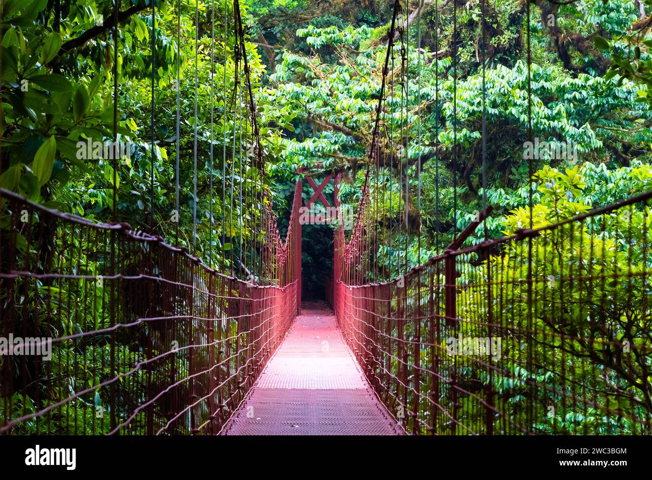 Central America, Costa Rica, suspension bridge, Monteverde, rainforest Stock Photo