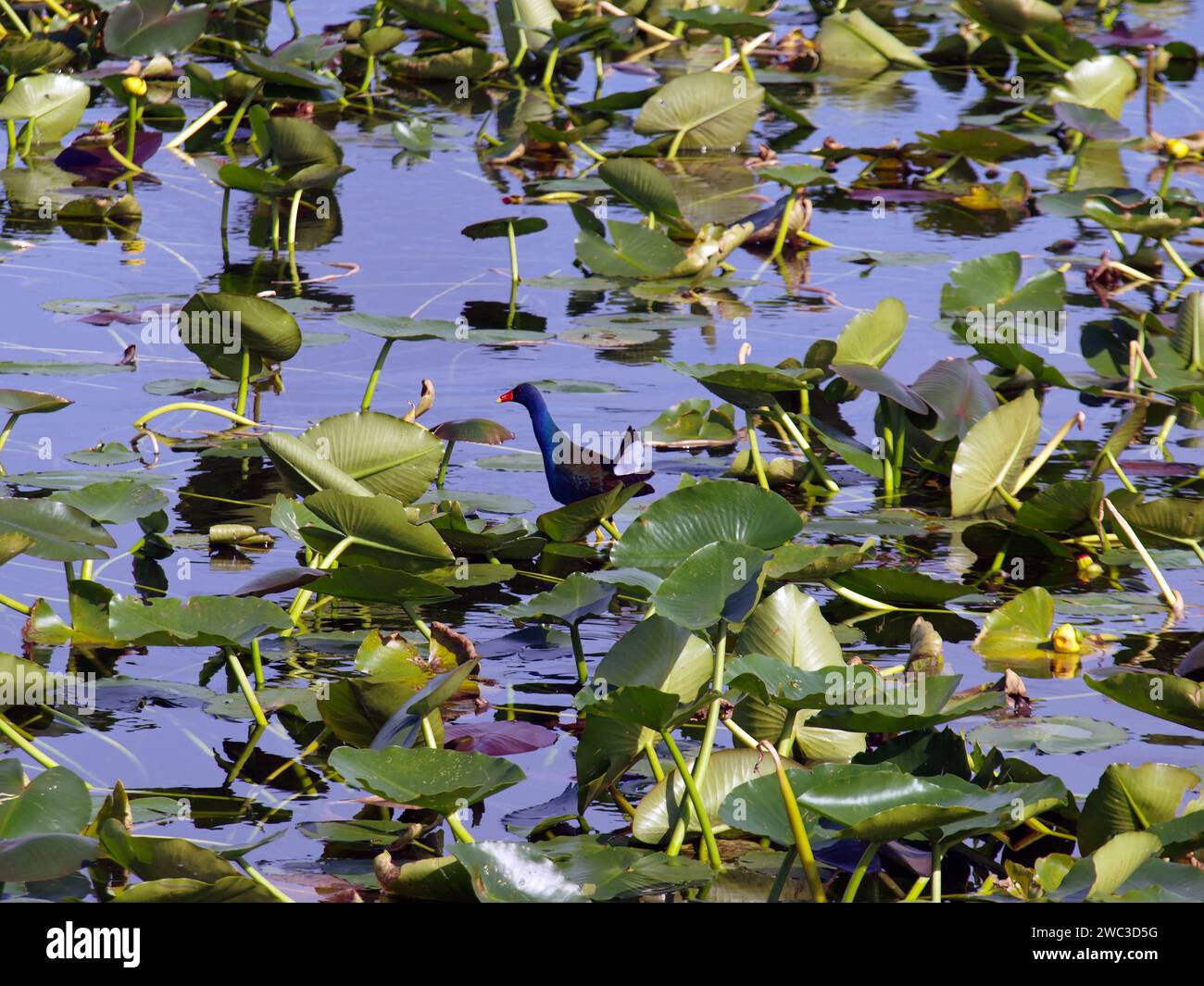 Mature American Purple Gallinule (Porphyrio martinica) feeding in the Everglades. Stock Photo