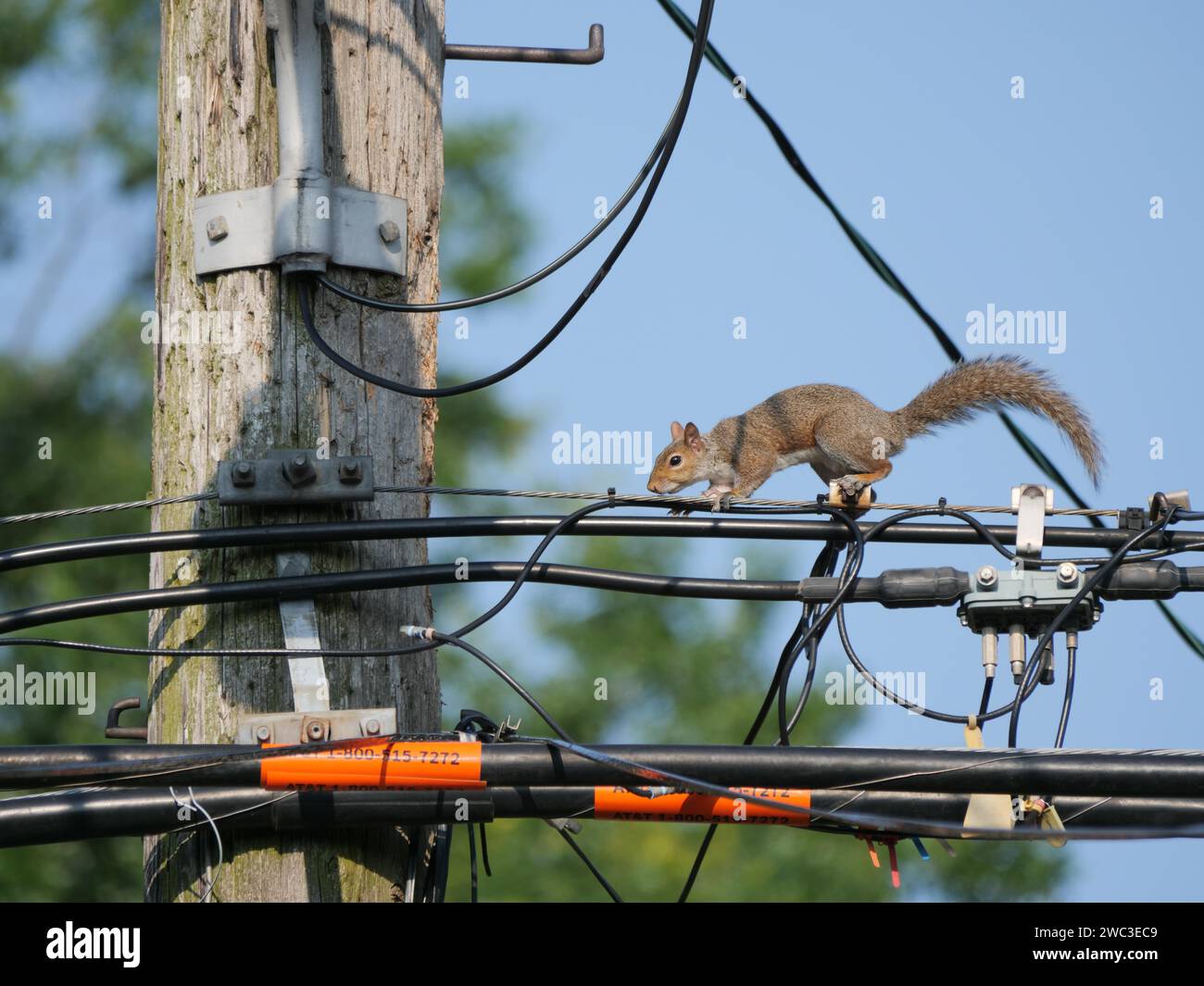 Eastern gray squirrel (Sciurus carolinensis) on utility lines