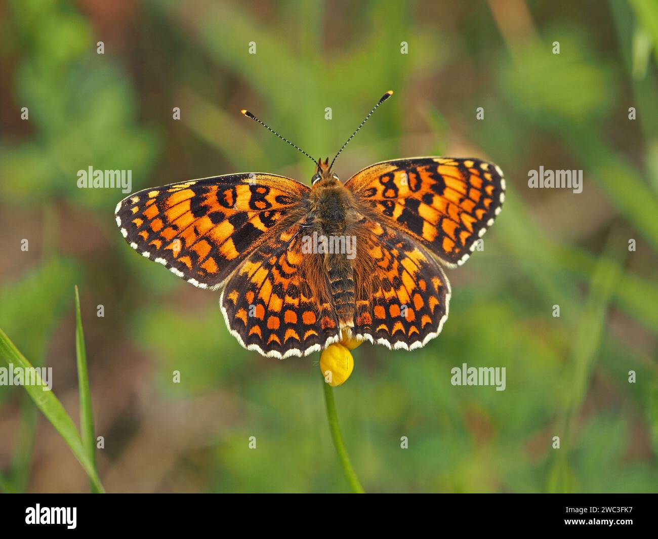 male Heath Fritillary (Mellicta athalia) butterfly sunning itself with open wings on yellow flower in wildflower meadow in Italian Alps, Italy, Europe Stock Photo