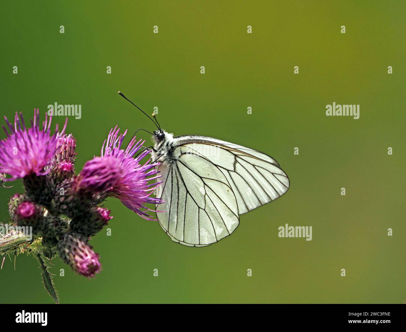 male Black-veined White butterfly (Aporia crataegi) feeding on purple flowers of Marsh Thistle (Cirsium palustre ) in meadow in Italian Alps, Europe Stock Photo
