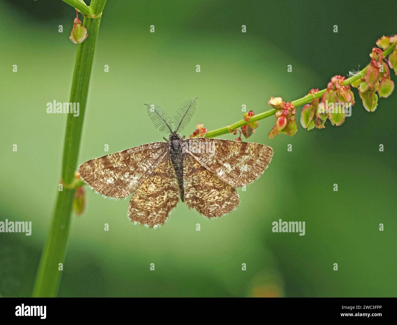 male Common Heath (??) moth (Ematurga atomaria ??) with feathery antennae on Common Sorrel (Rumex acetosa) in foothills of Italian Alps, Italy, Europe Stock Photo
