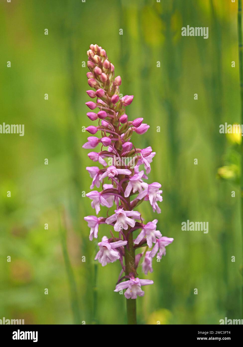 pink flowers and buds on flowerspike of Chalk Fragrant Orchid (Gymnadenia conopsea)in wildflower habitat in Italian Alps,Italy Stock Photo