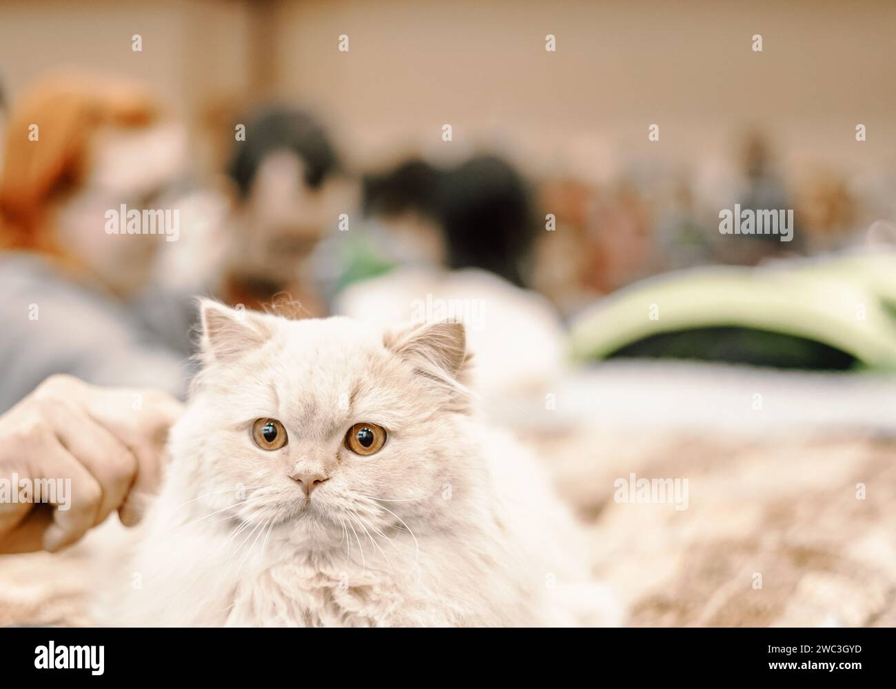 Beautiful white cat with yellow eyes. Stock Photo