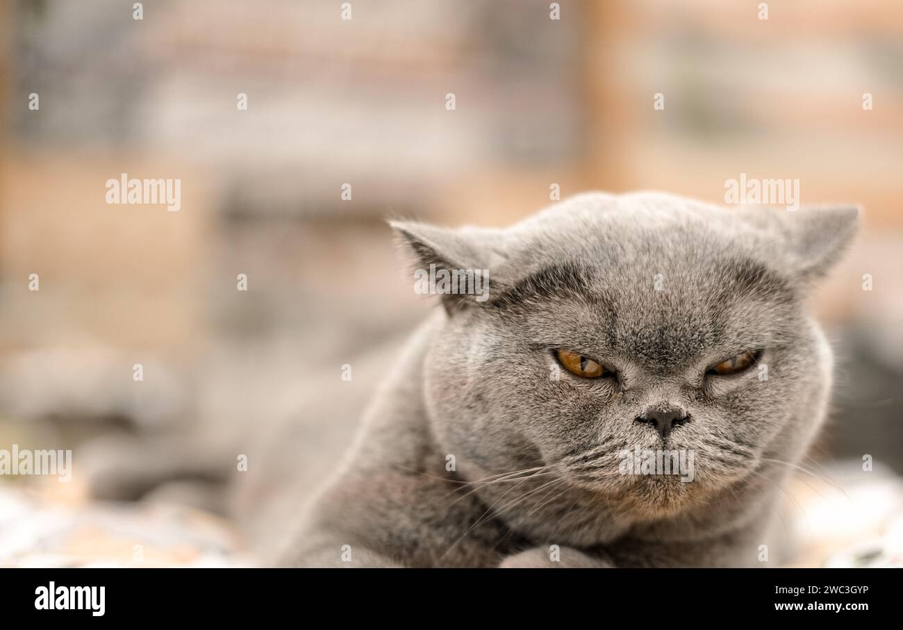 Grey british cat lying on the bed Stock Photo - Alamy