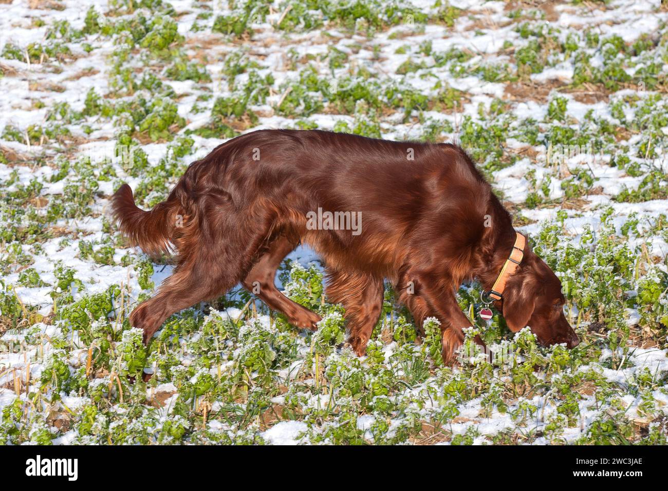 A stunning, gleaming Irish Setter in the early morning light, gracefully tracking in a winter field. Stock Photo