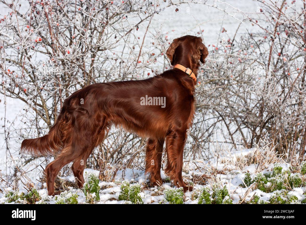 From a small hill through the bushes, a beautiful Irish Setter is carefully watching the hunting area down in the valley. Stock Photo
