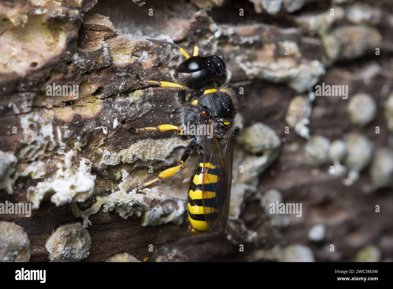 A female solitary wasp (Ectemnius sp) returning to her nest in a rotting log. Photographed in Sunderland, North East England. Stock Photo