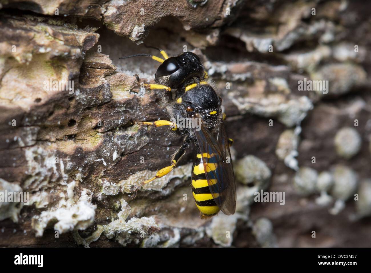 A female solitary wasp (Ectemnius sp) returning to her nest in a rotting log. Photographed in Sunderland, North East England. Stock Photo