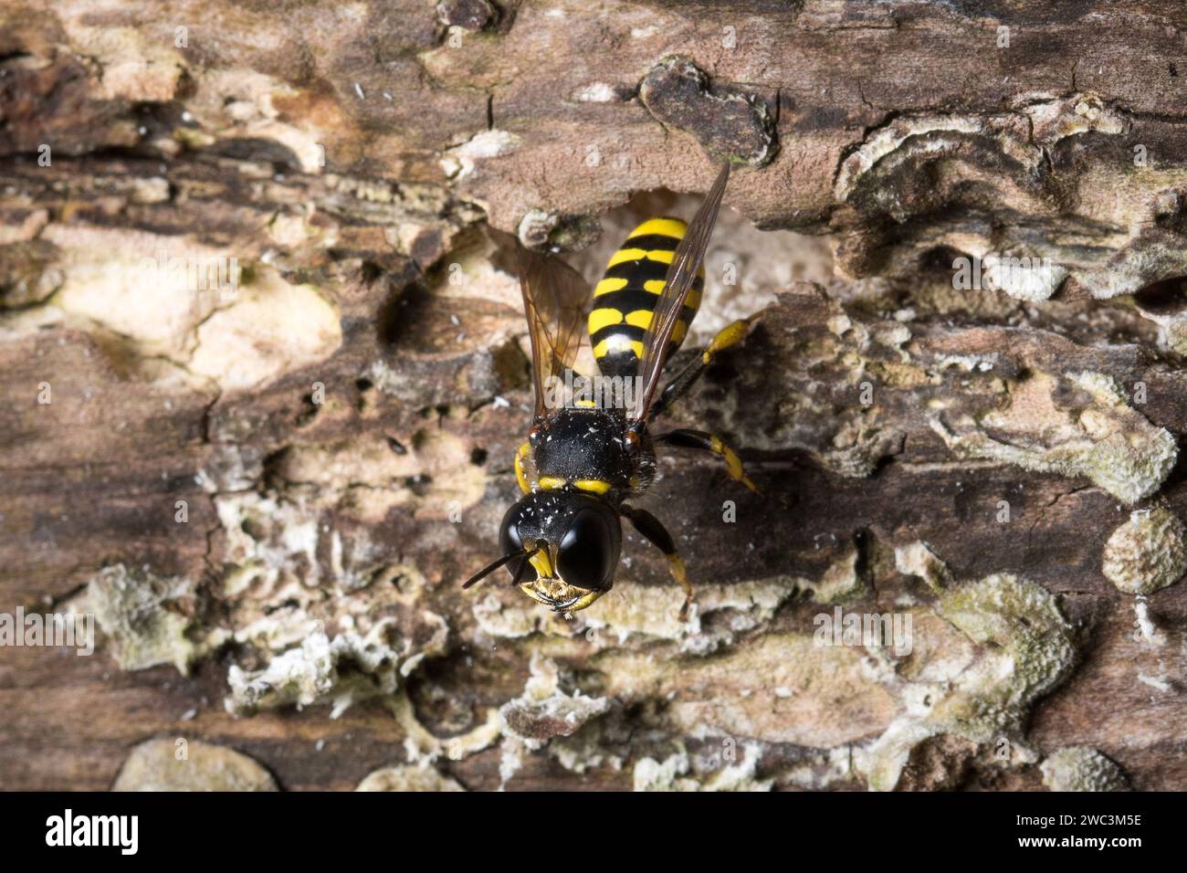 A female solitary wasp (Ectemnius sp) existing her nest in a rotting log. Photographed in Sunderland, North East England. Stock Photo