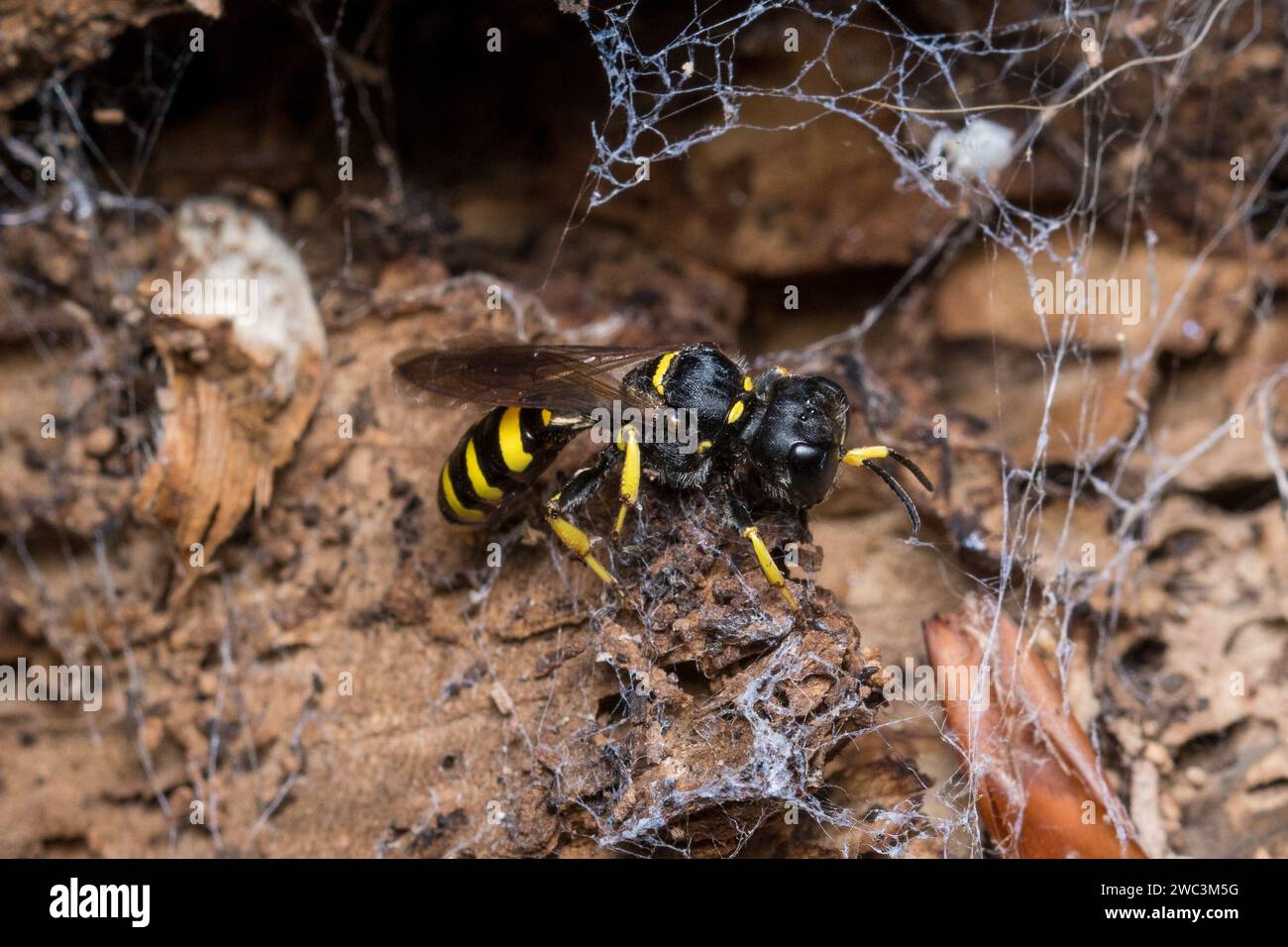 A female solitary wasp (Ectemnius sp) hunting for prey over a rotting log. Photographed in Sunderland, North East England. Stock Photo