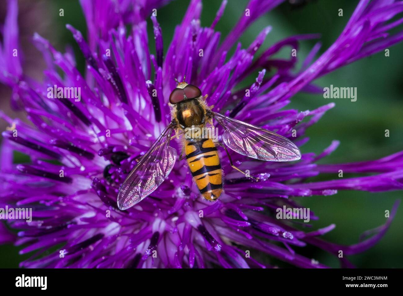 A marmalade hoverfly (Episyrphus balteatus) feeding on a purple flower. Photographed in Sunderland, North East England Stock Photo