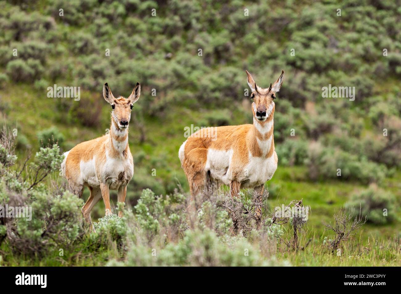 Wild Pronghorn Antelope, Antolocapra americana, roaming and grazing in green meadows Stock Photo