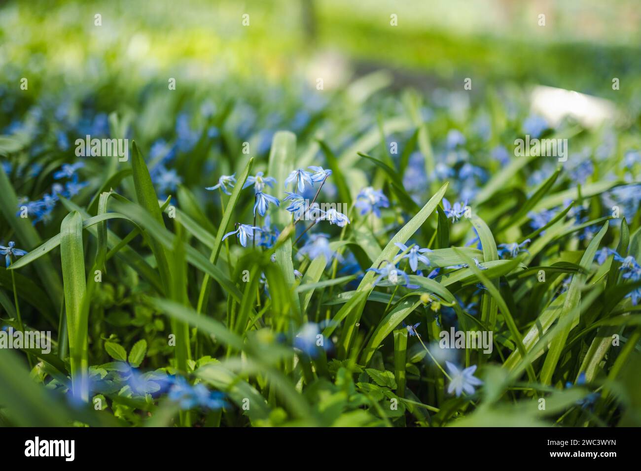 Scilla flowers blooming in the spring garden on the Alpine hill. Beautiful blue spring flowers on a sunny day. Stock Photo
