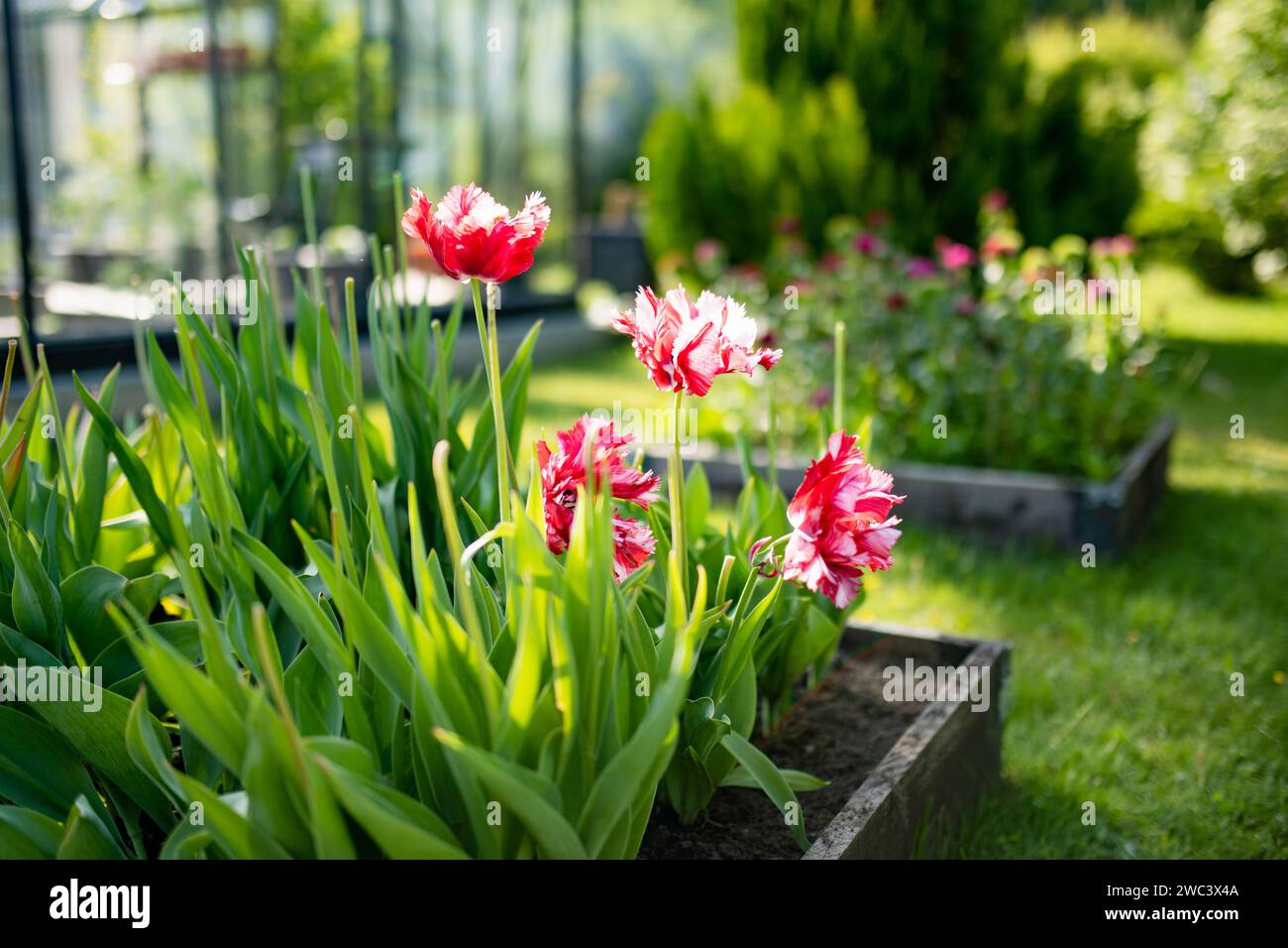 Colorful tulips grow in flower bed in the spring garden. Beautiful ...